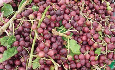 Fruits